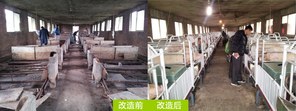 豬舍養豬設備改造前後對比